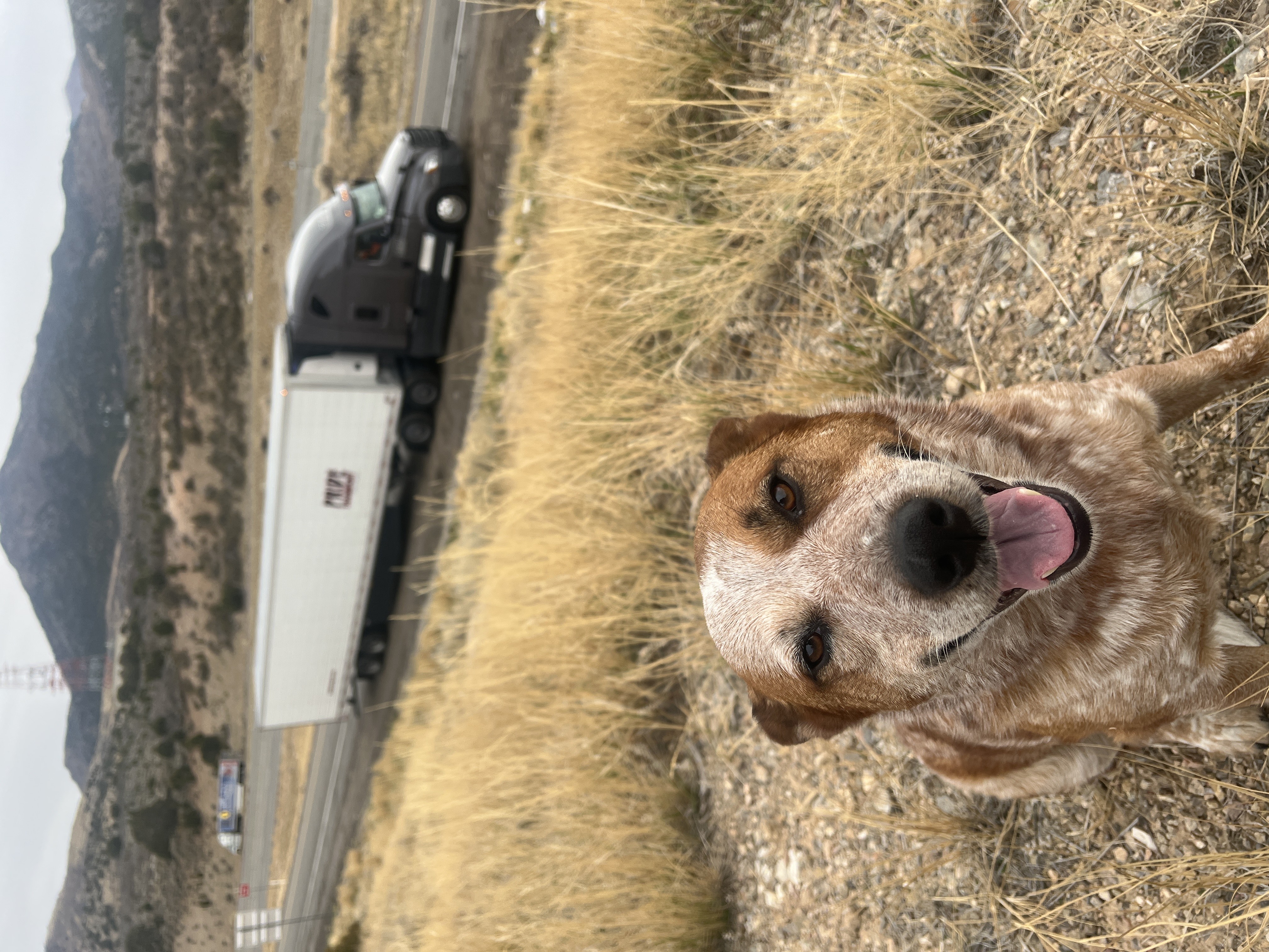 dog in foreground with pride truck in background