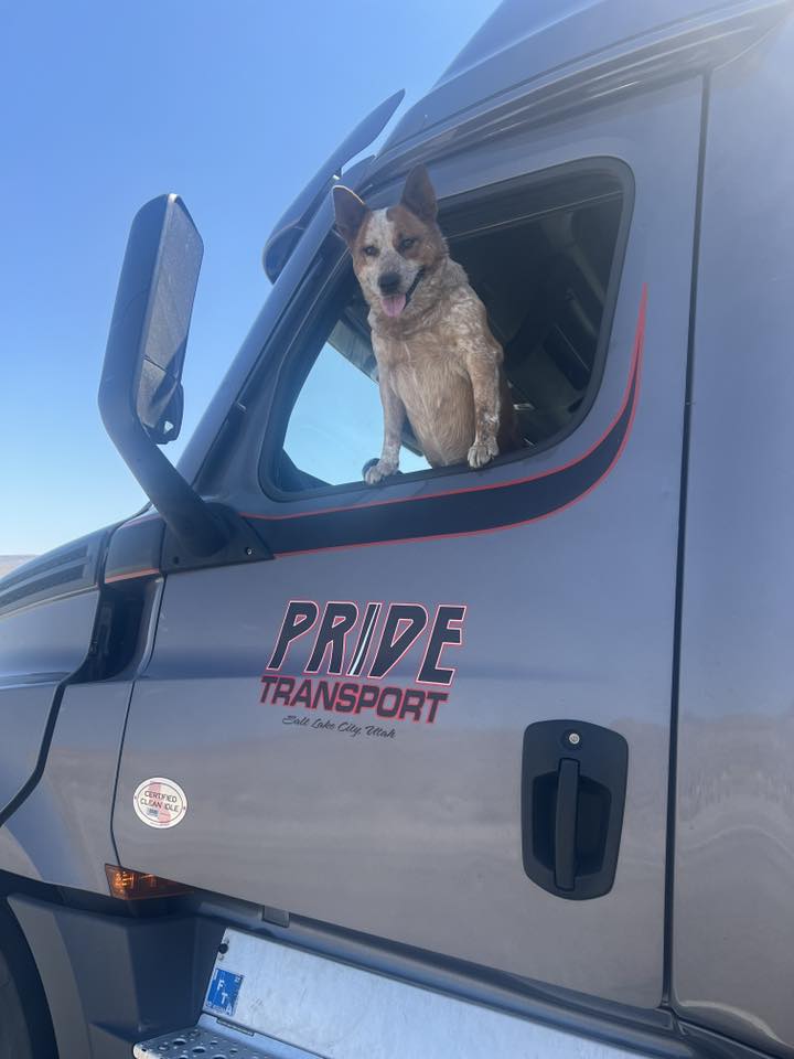 dog leaning outside of window of pride truck